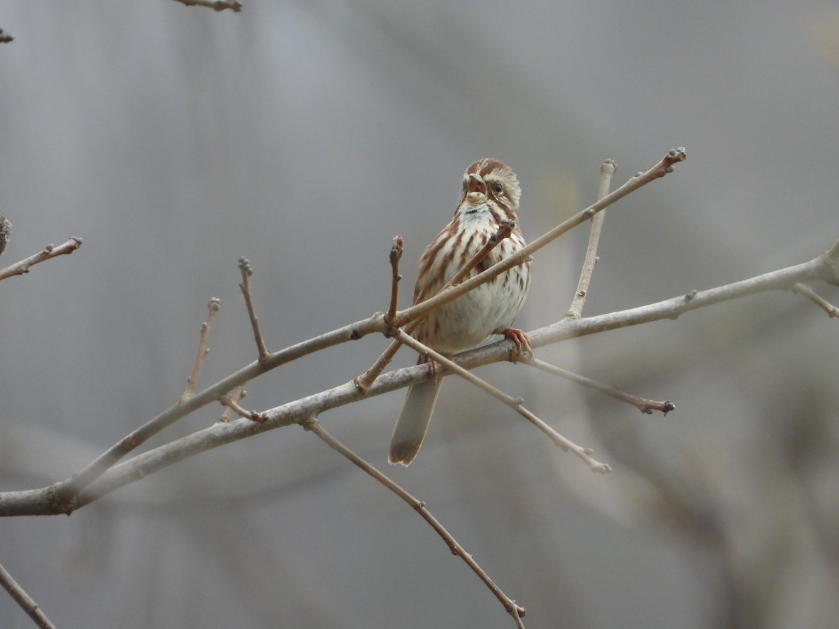 Song Sparrow - ML615610100