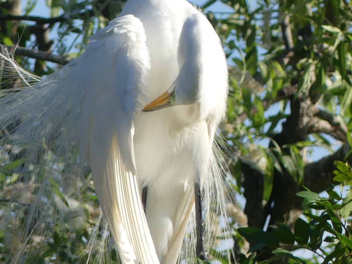 Great Egret - ML615610113