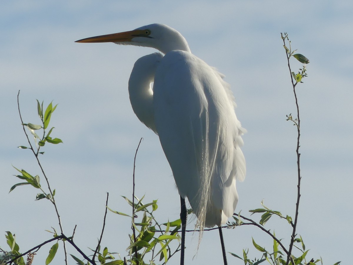 Great Egret - ML615610119