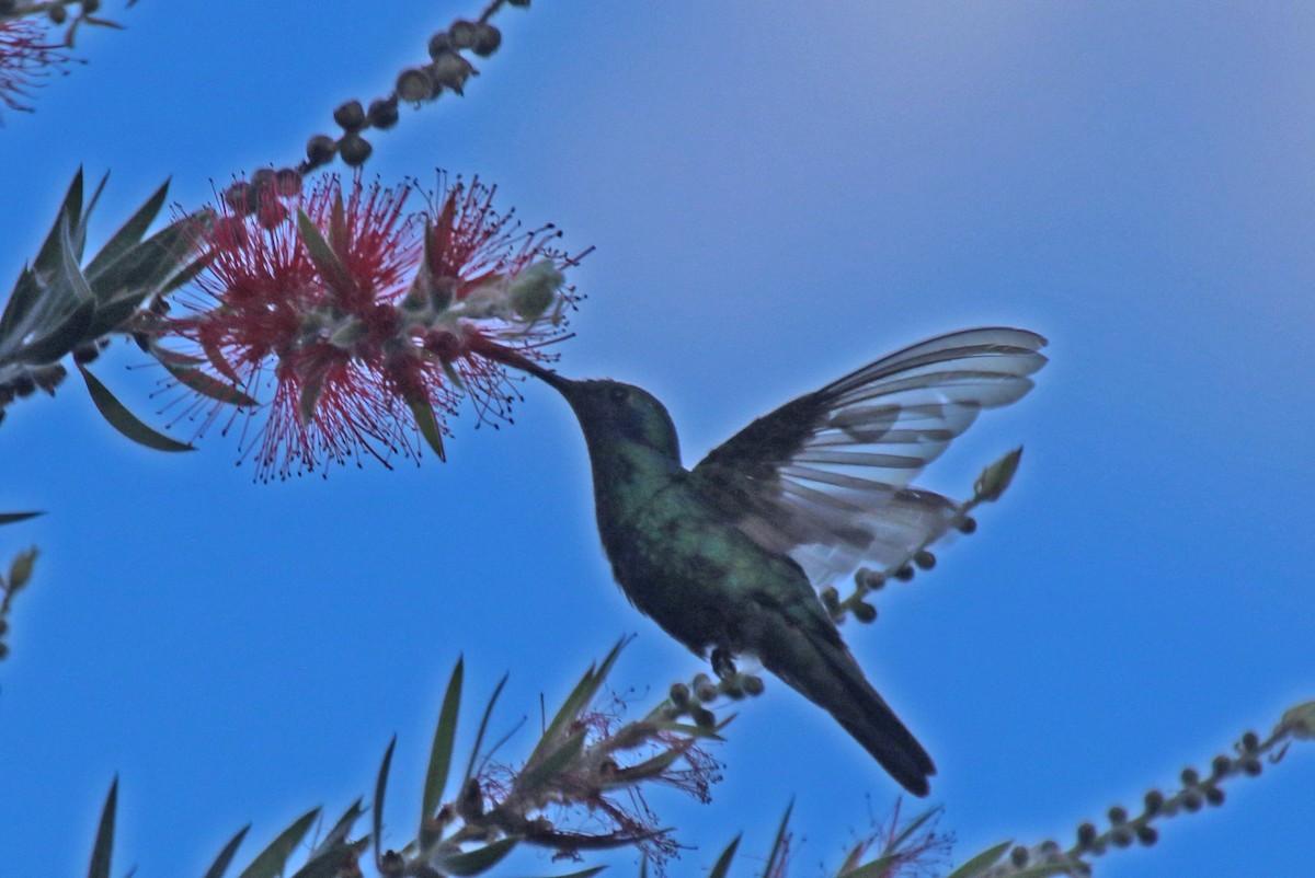 kolibřík modrolící - ML615610121