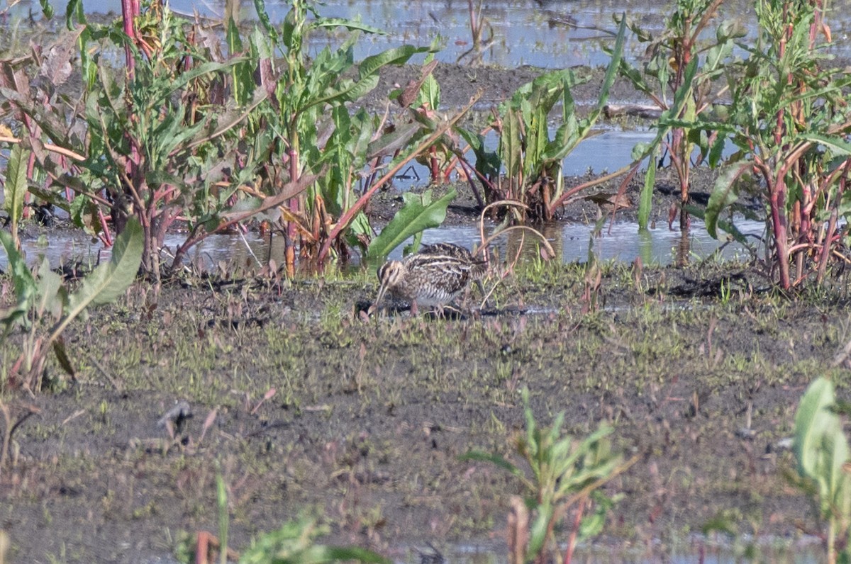 Wilson's Snipe - ML615610160