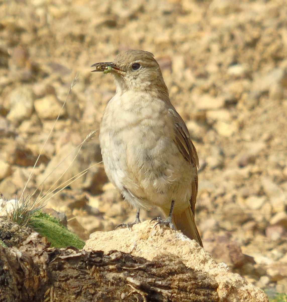 Creamy-rumped Miner - ML615610203