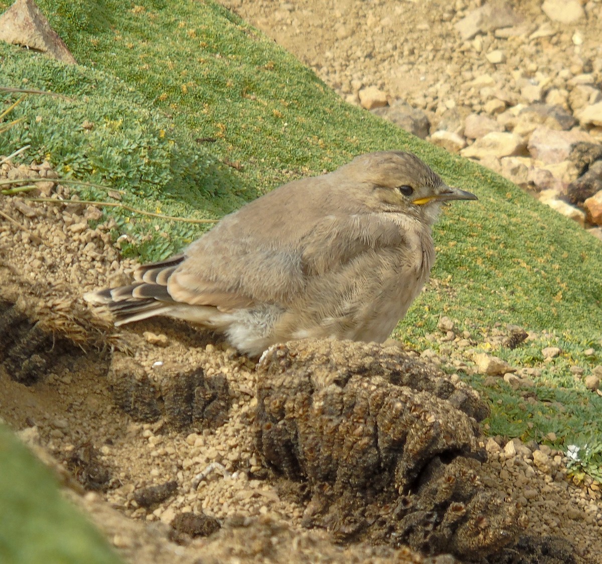 Hellbürzel-Erdhacker - ML615610205