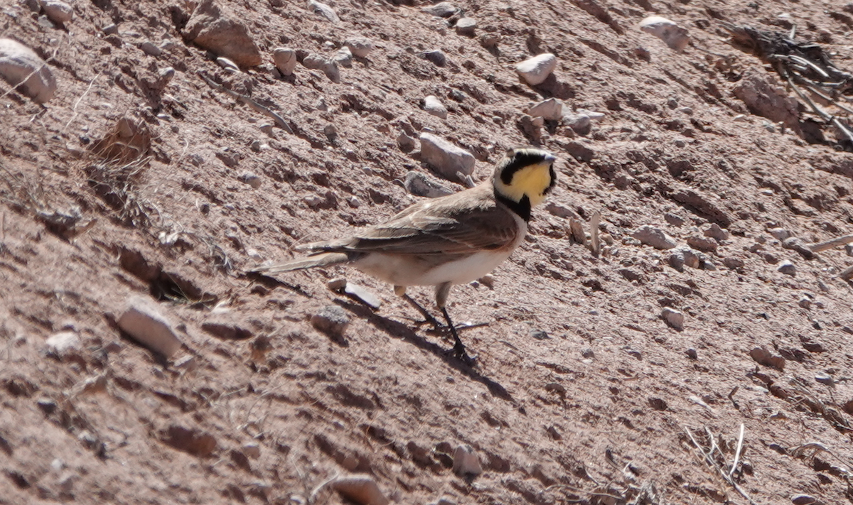 Horned Lark - ML615610241