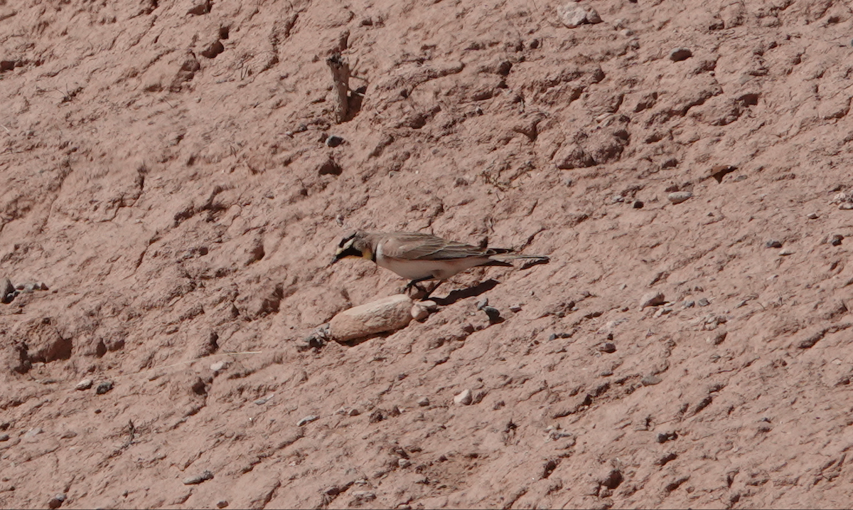 Horned Lark - ML615610243