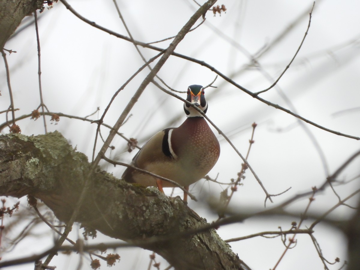 Wood Duck - ML615610285