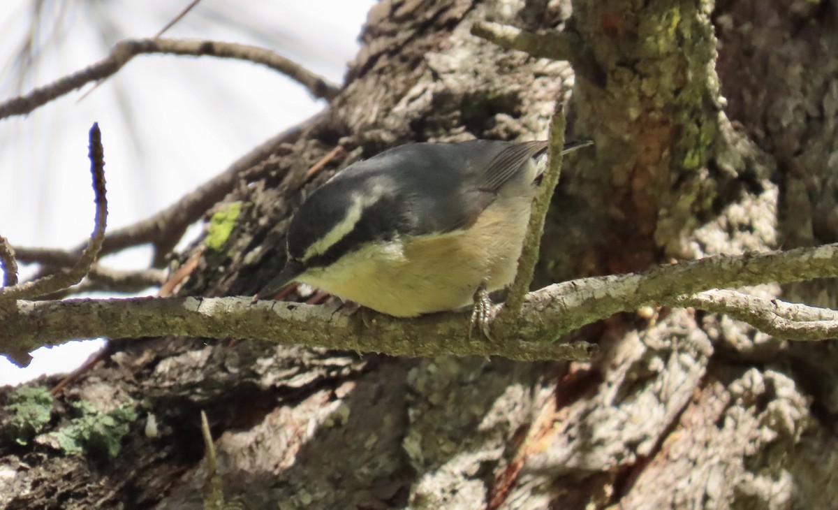 Red-breasted Nuthatch - ML615610287