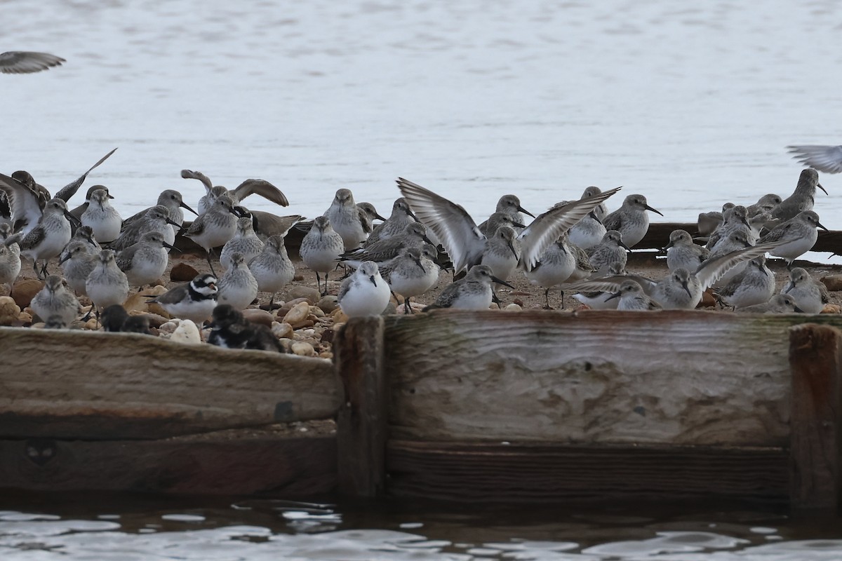 Bécasseau sanderling - ML615610290