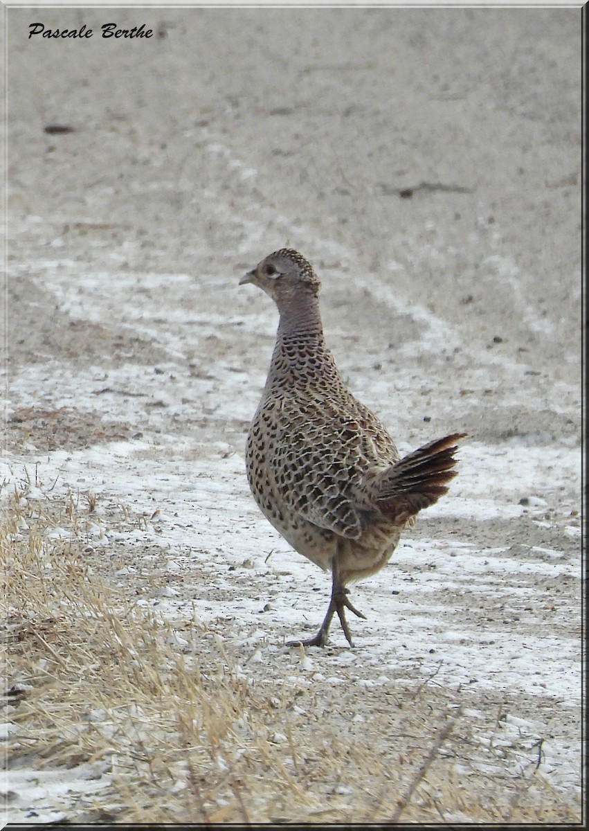 Ring-necked Pheasant - ML615610303