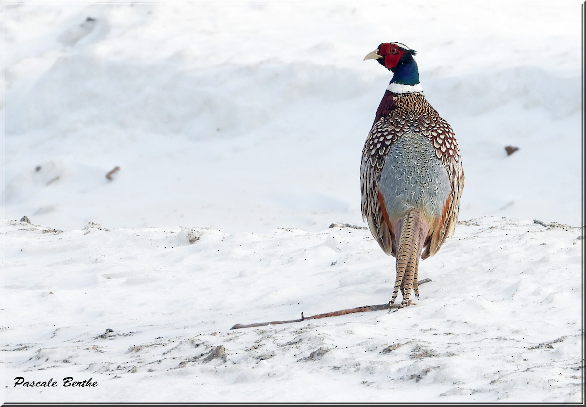 Ring-necked Pheasant - ML615610307