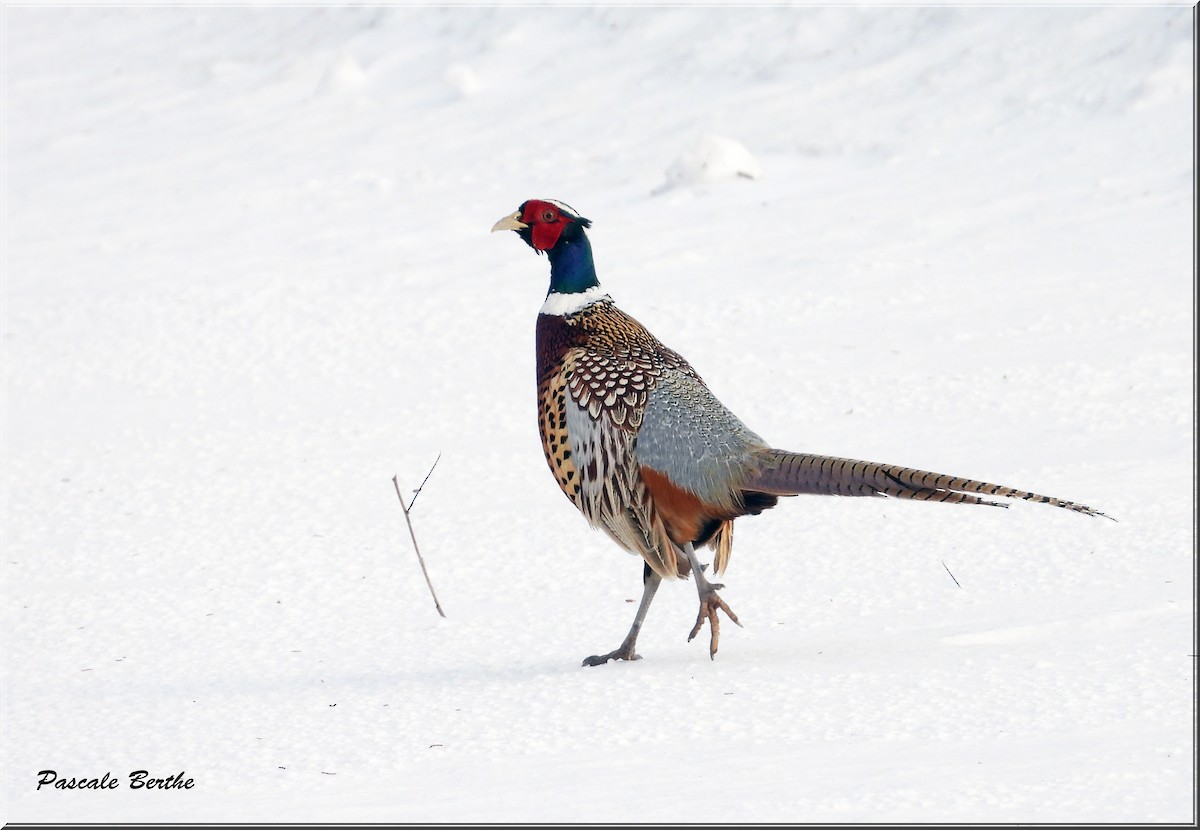 Ring-necked Pheasant - ML615610309