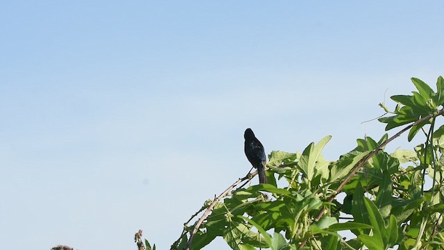 Blue-black Grassquit - ML615610310