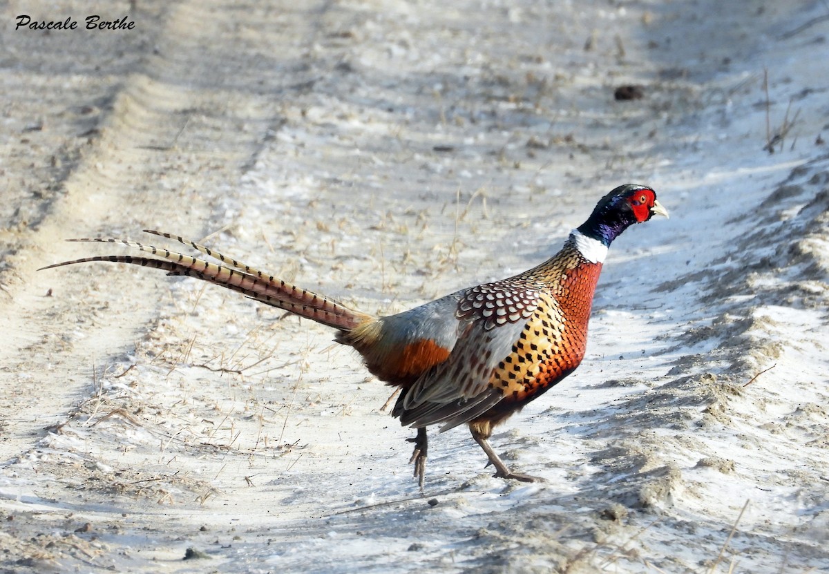 Ring-necked Pheasant - ML615610312