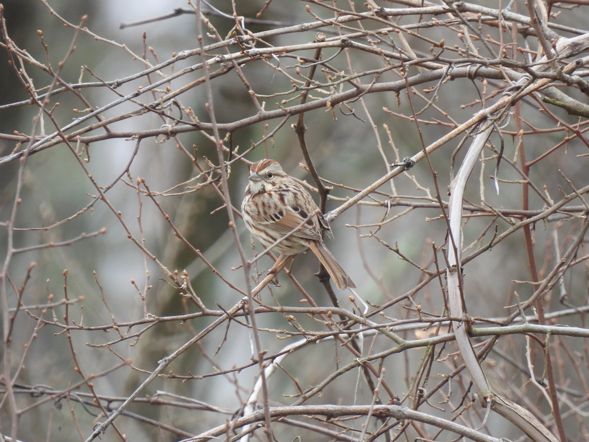 Song Sparrow - Logan McHie