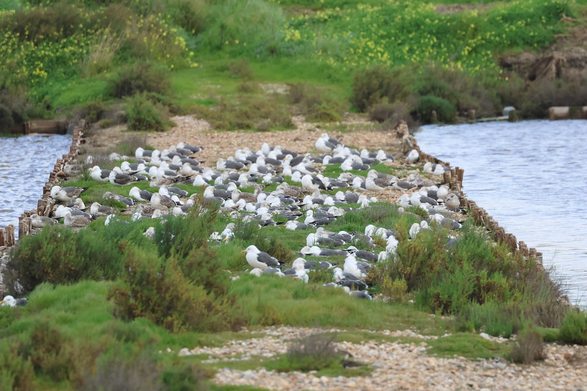 Lesser Black-backed Gull - ML615610338