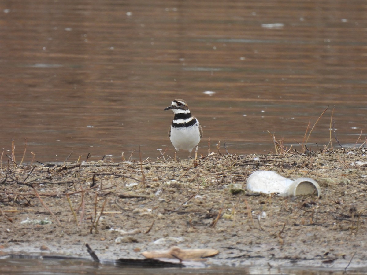 Killdeer - Logan McHie