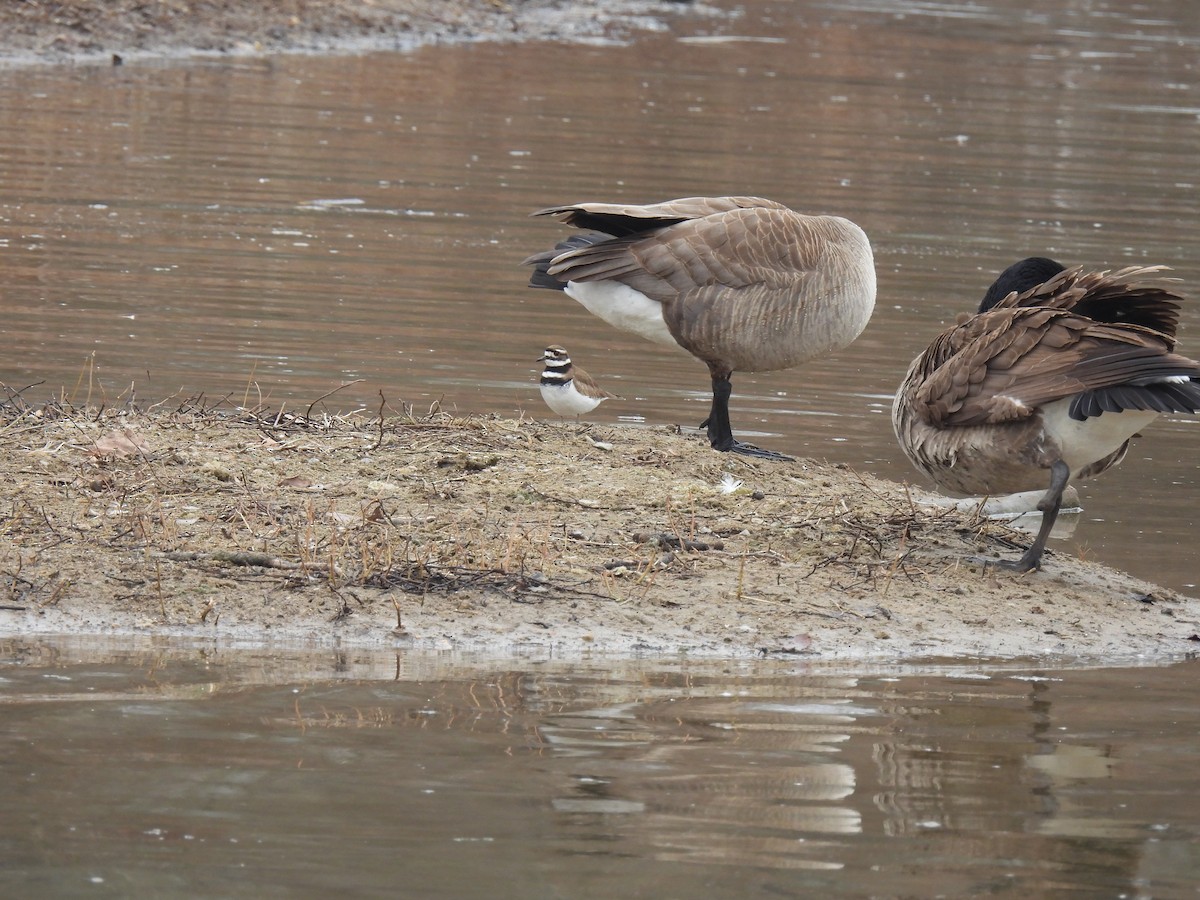 Killdeer - ML615610374