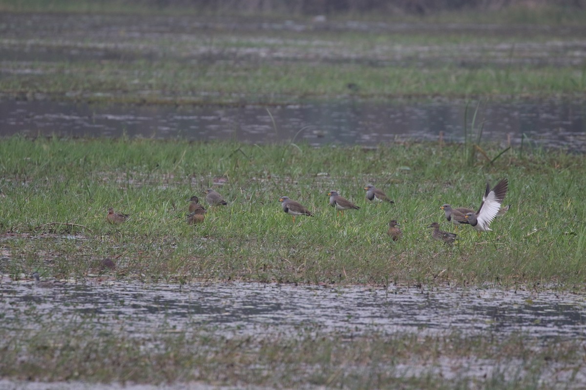 Gray-headed Lapwing - ML615610382