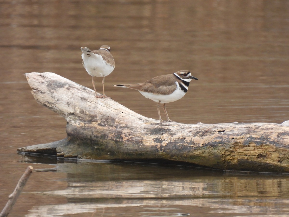 Killdeer - ML615610395