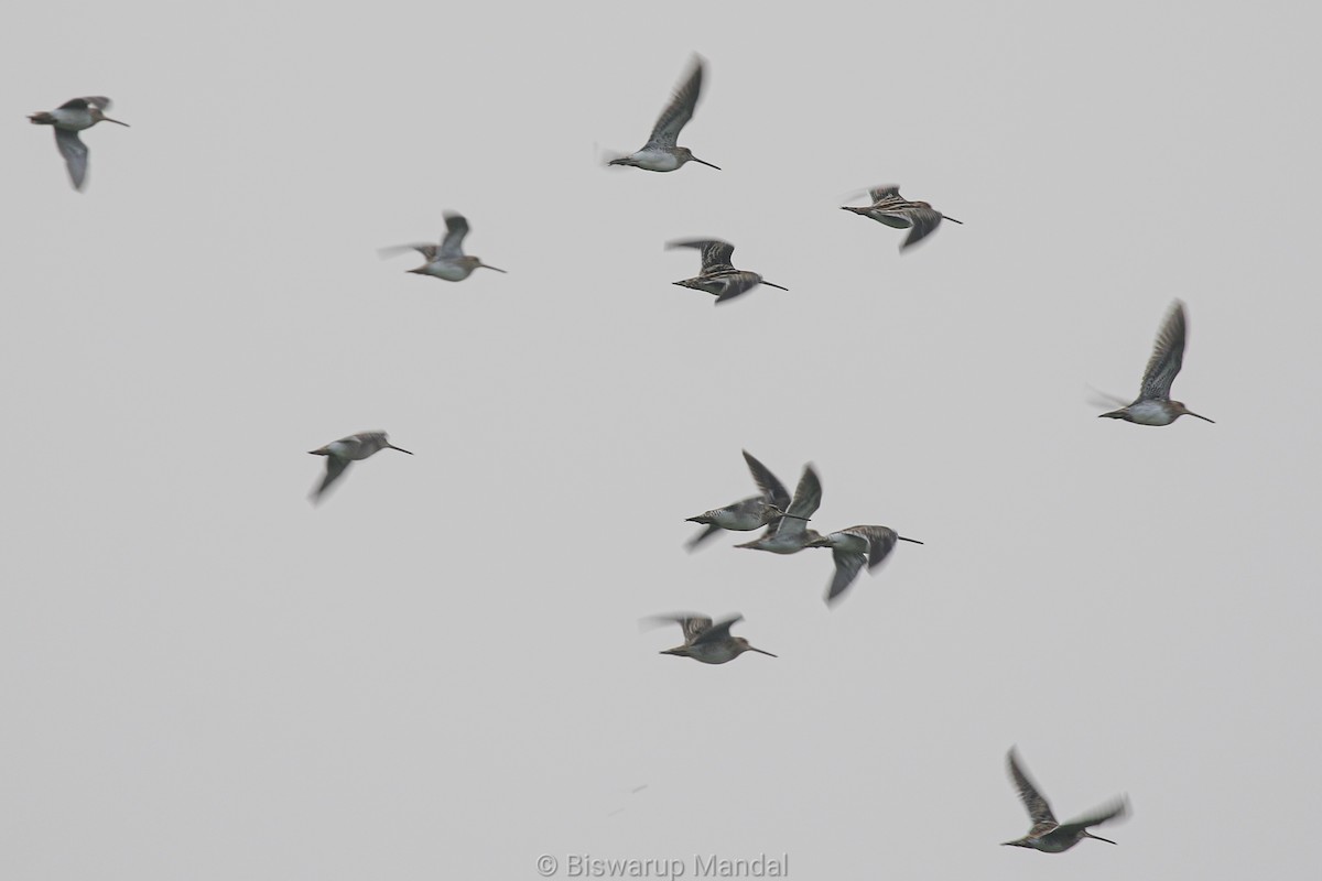 Common Snipe - ML615610405