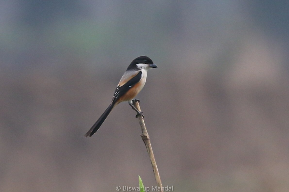 Long-tailed Shrike - ML615610424