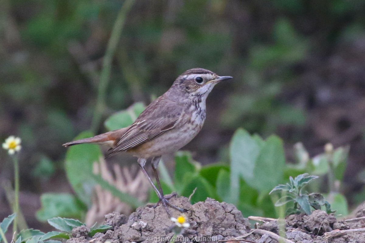 Bluethroat - ML615610429