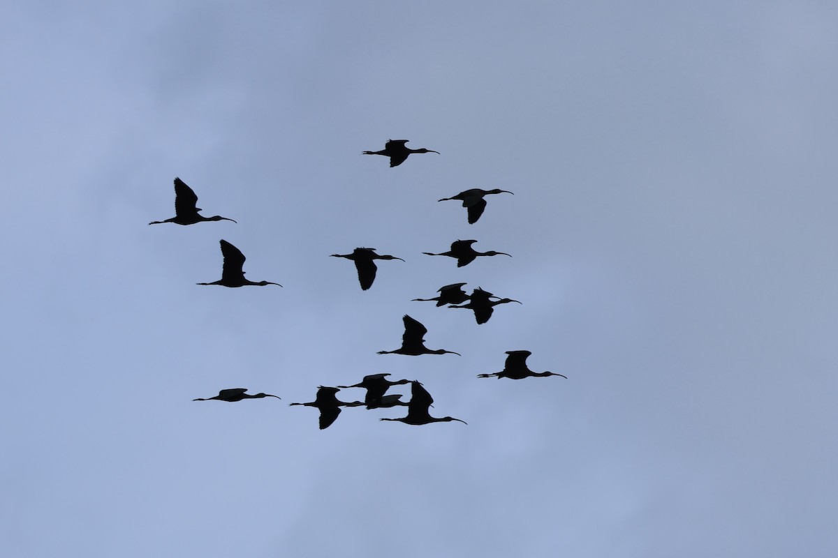 Glossy Ibis - ML615610491