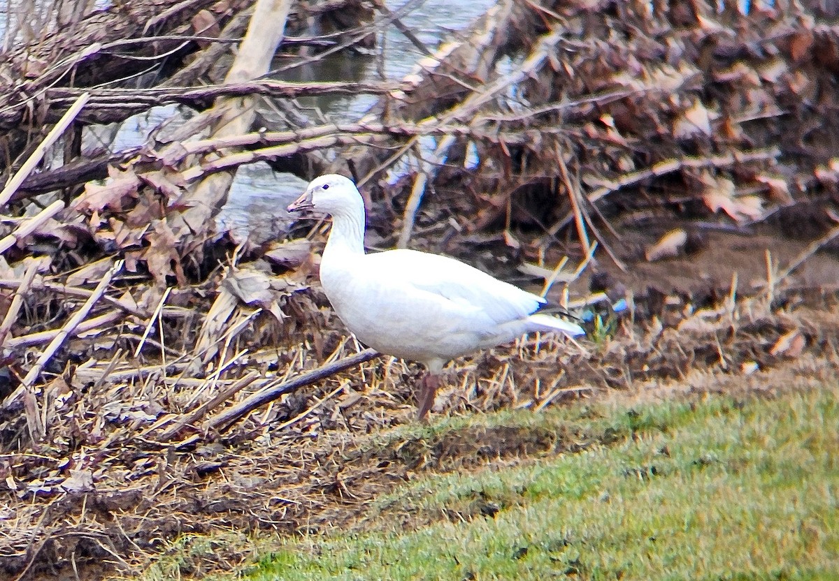 Ross's Goose - ML615610529