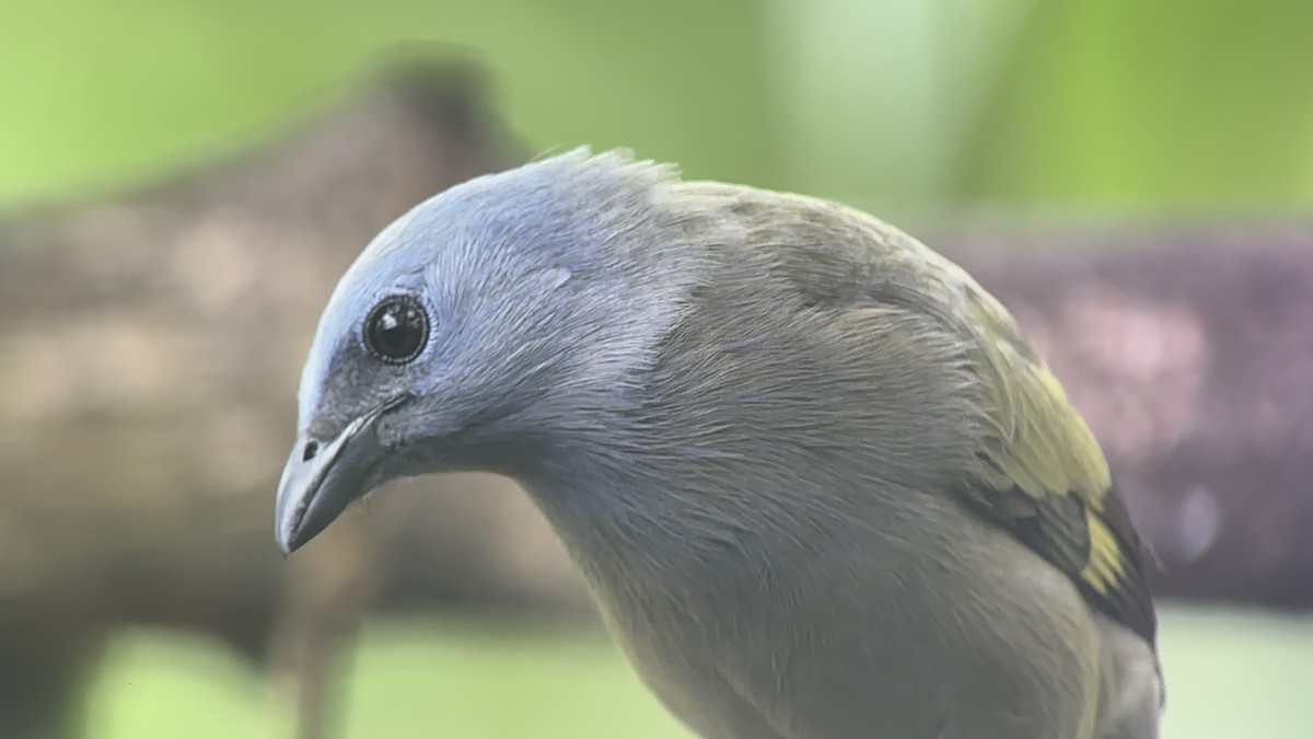 Yellow-winged Tanager - ML615610601