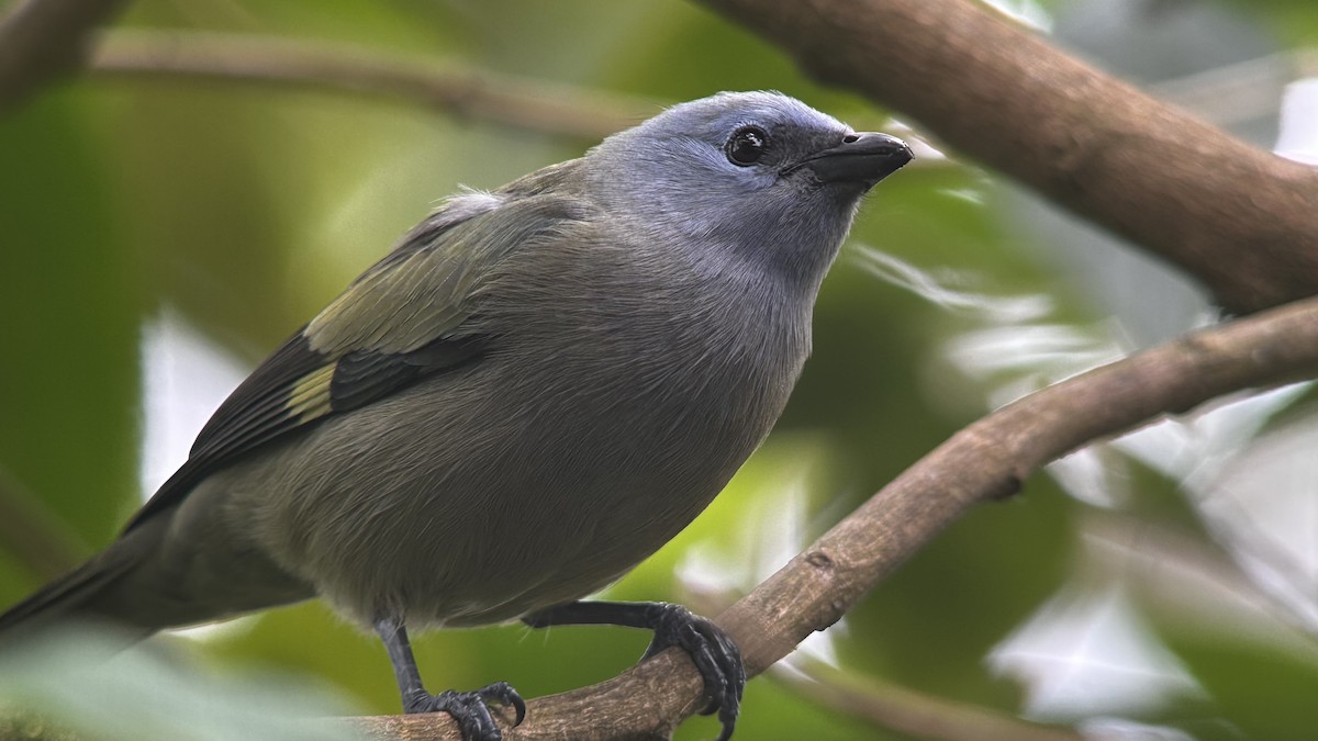Yellow-winged Tanager - ML615610623