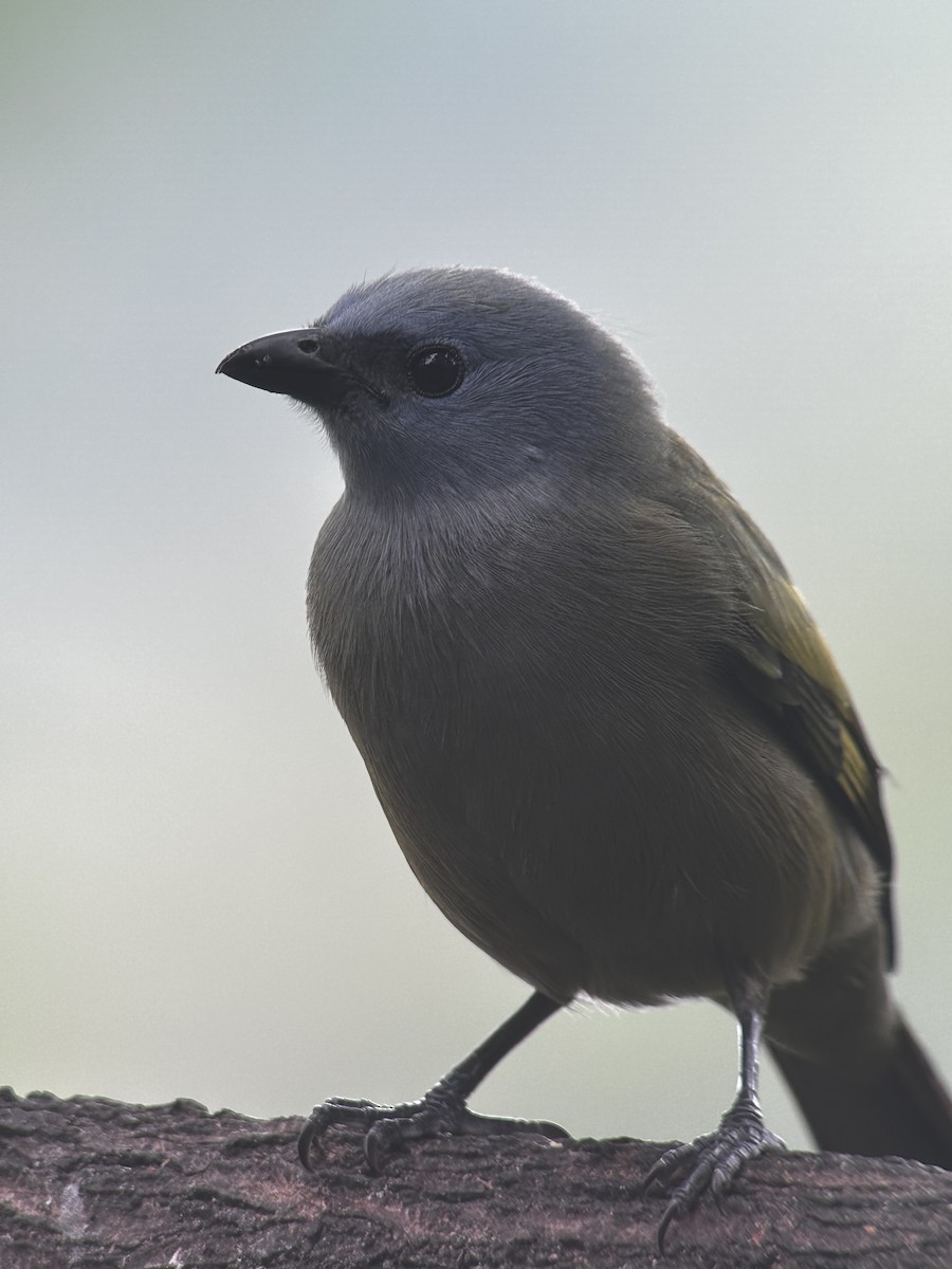 Yellow-winged Tanager - ML615610640