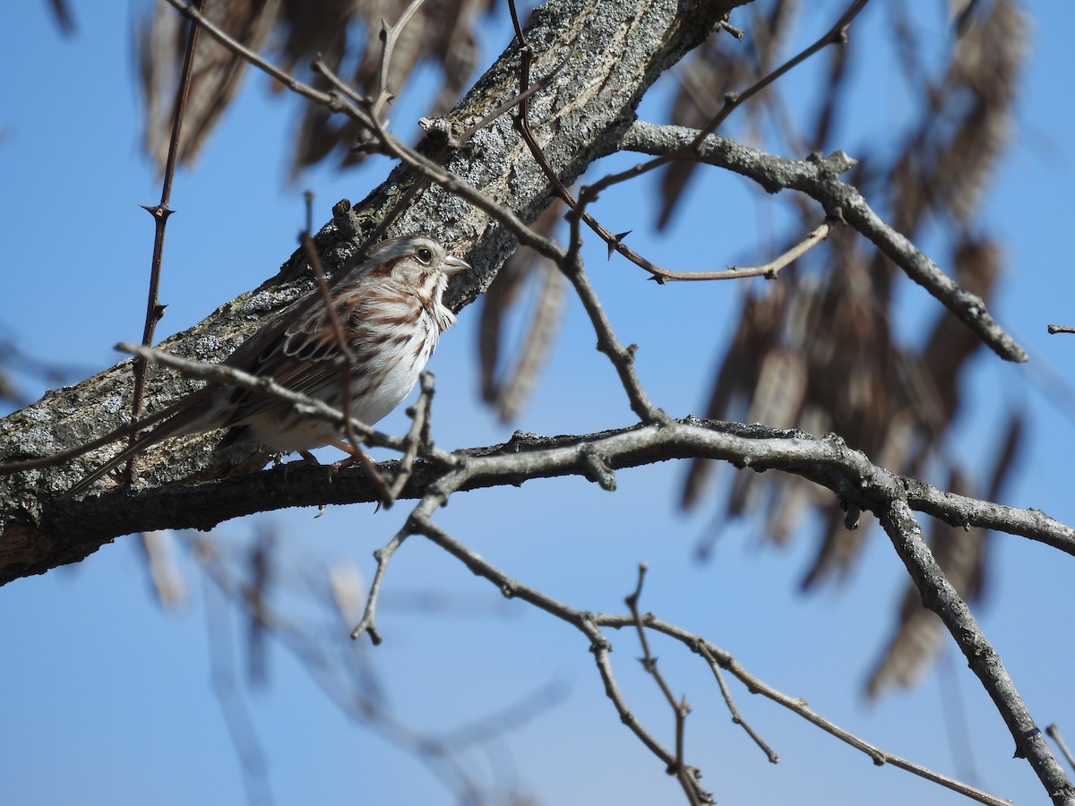 Song Sparrow - ML615610647