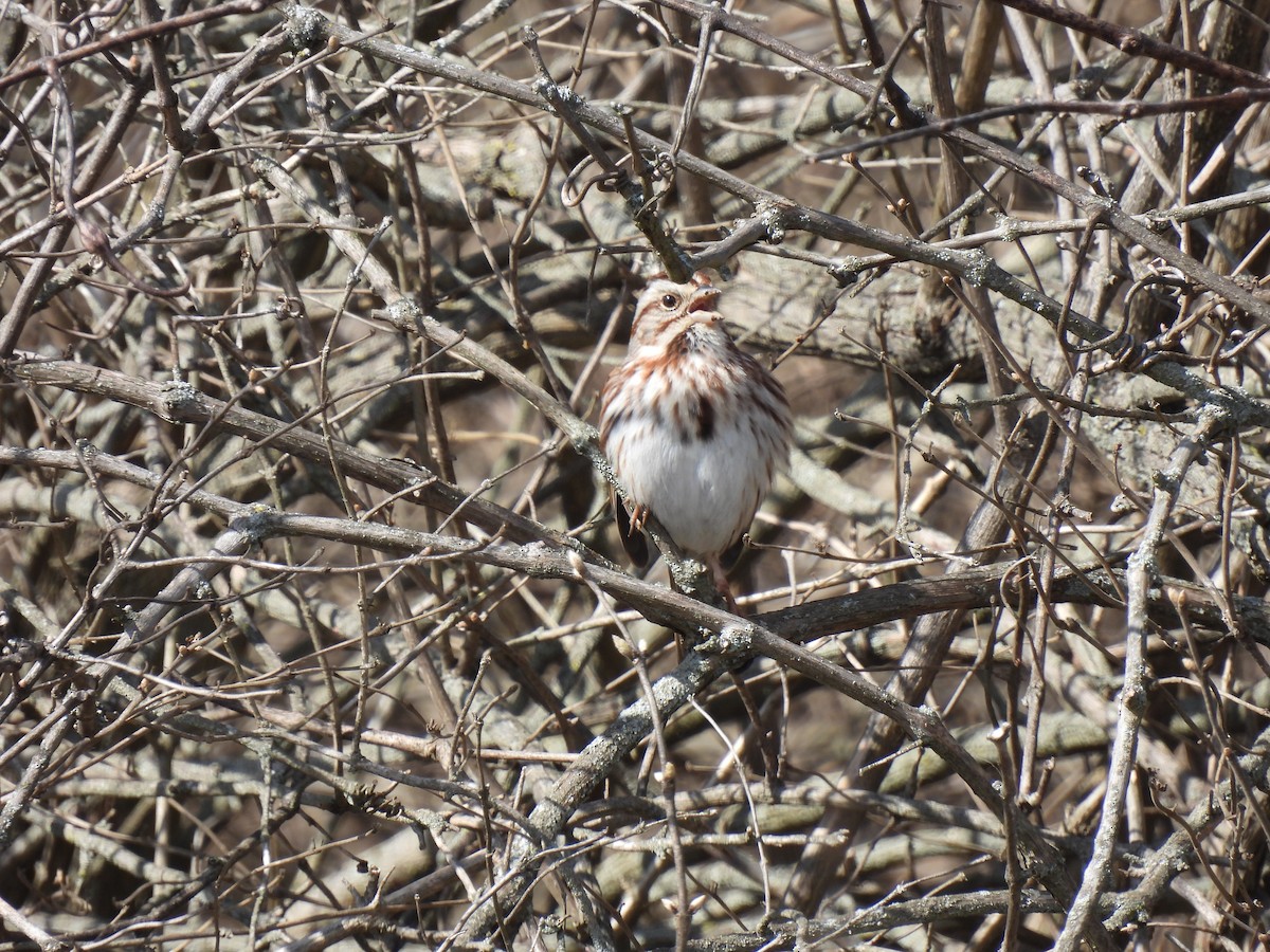 Song Sparrow - ML615610648