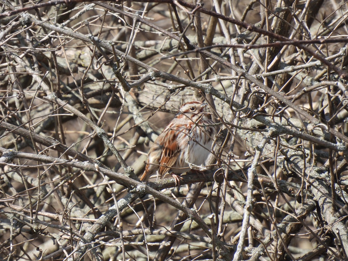 Song Sparrow - ML615610649