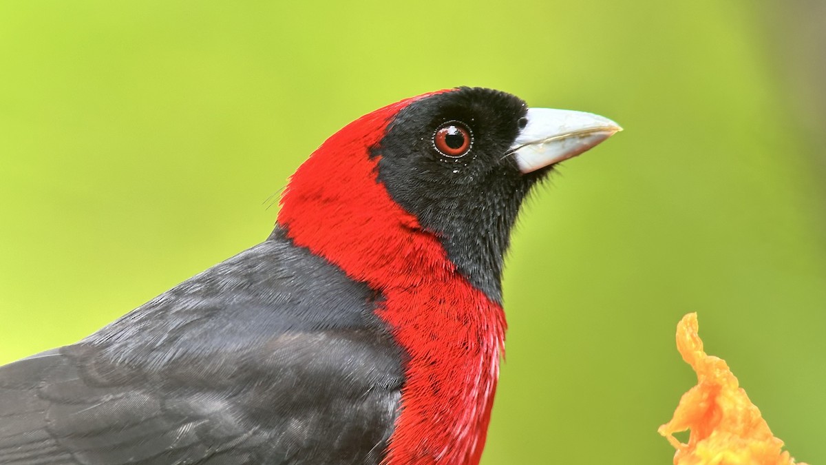 Crimson-collared Tanager - ML615610662