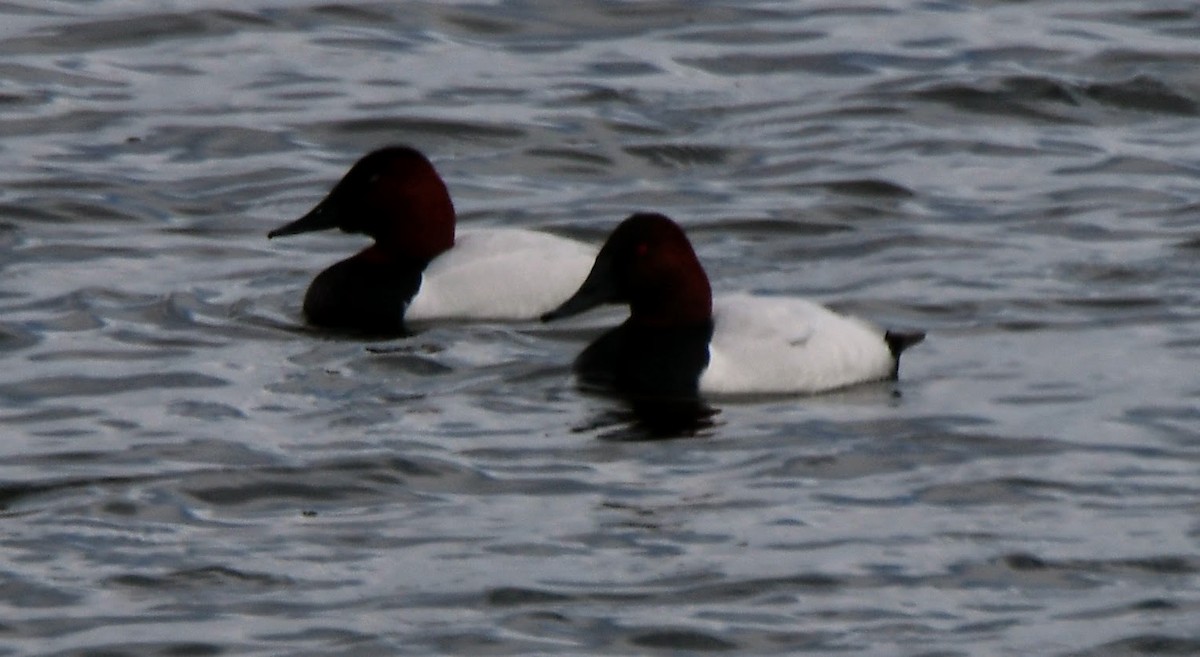 Canvasback - ML615610725