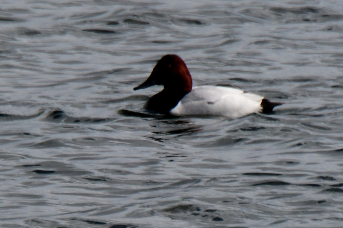 Canvasback - ML615610727