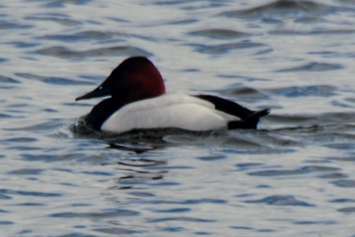 Canvasback - ML615610730