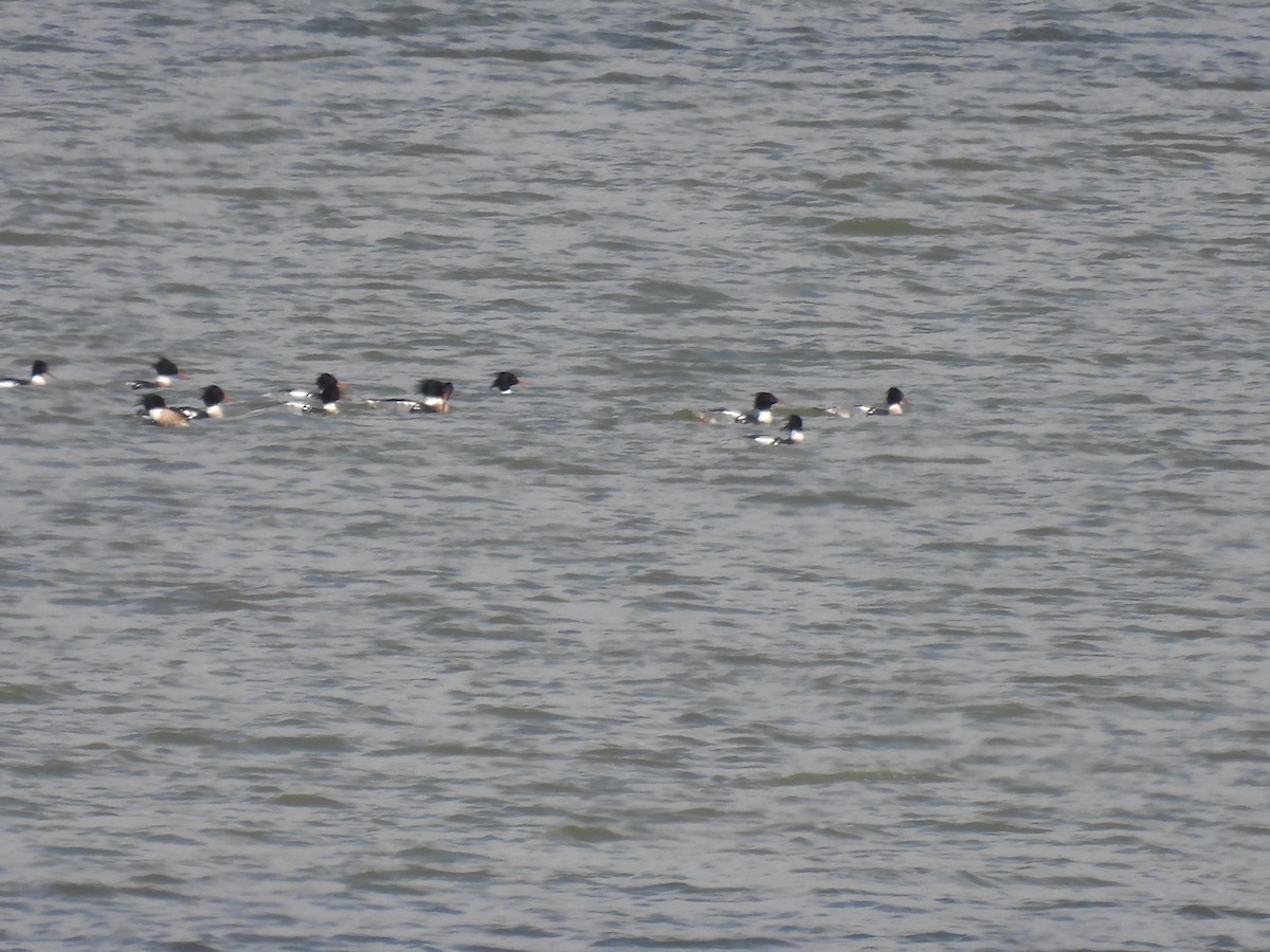 Red-breasted Merganser - ML615610747