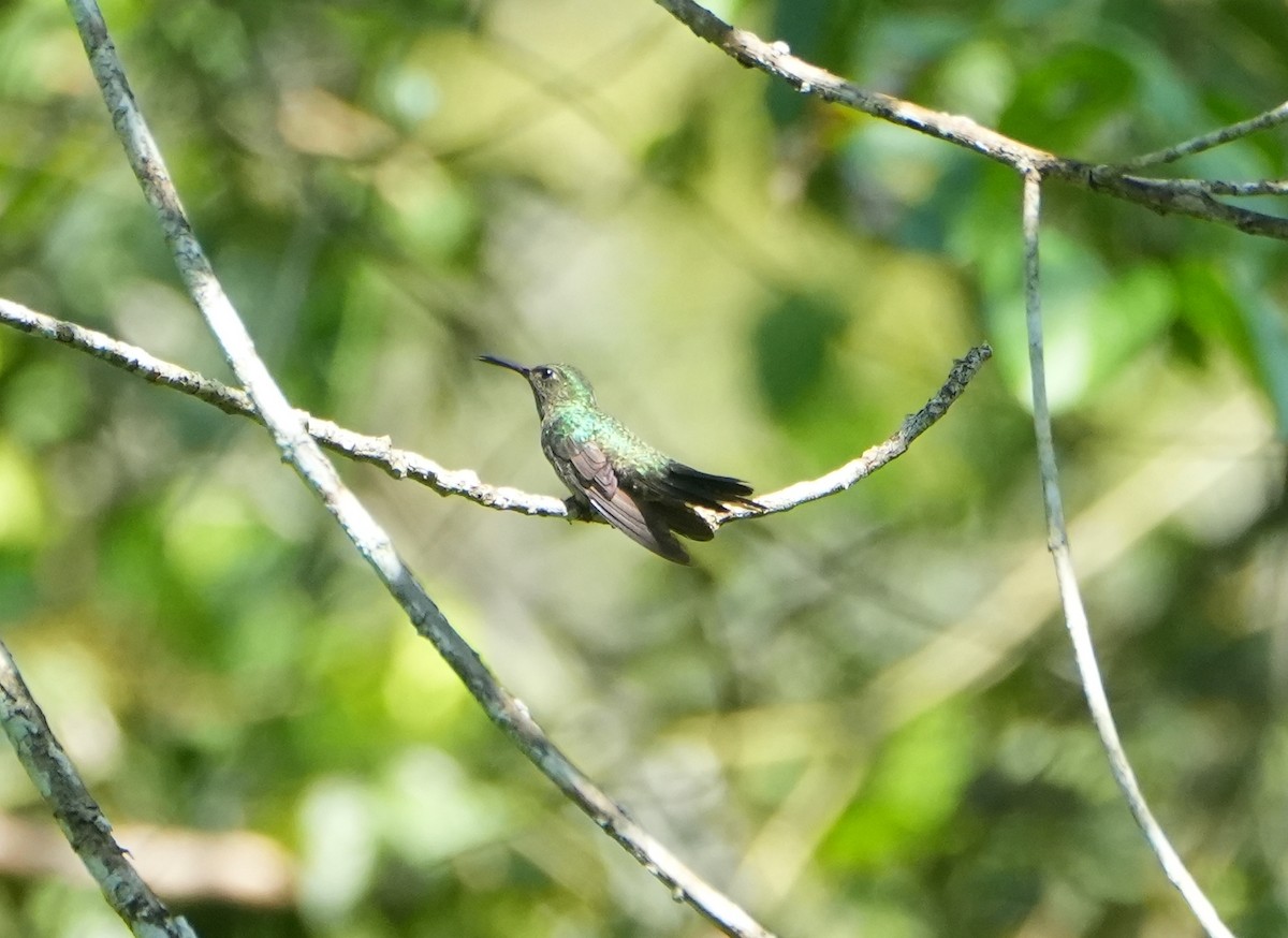 kolibřík skvrnitoprsý - ML615610759