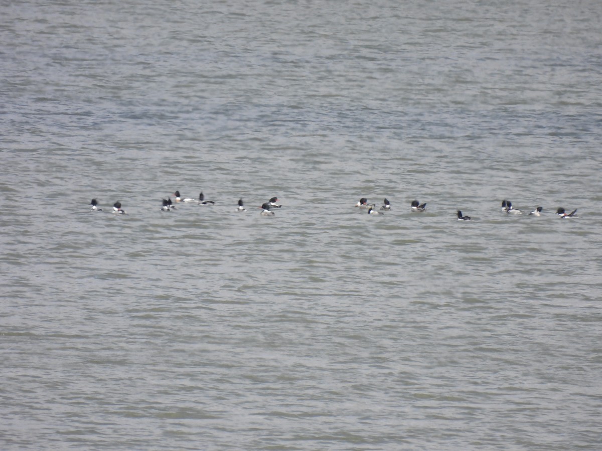 Red-breasted Merganser - ML615610764