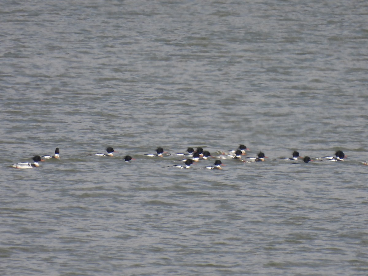 Red-breasted Merganser - ML615610775