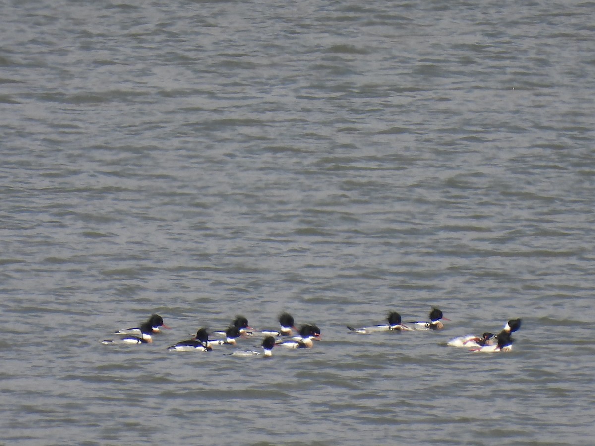 Red-breasted Merganser - ML615610776