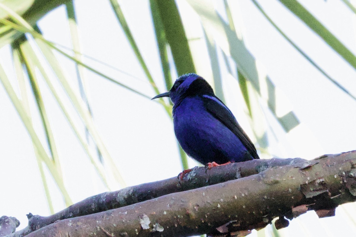 Red-legged Honeycreeper - Lee Burke