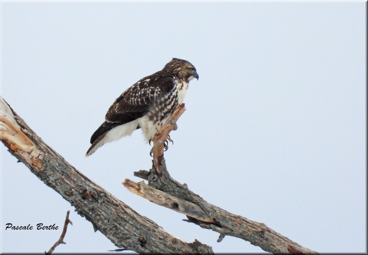 Red-tailed Hawk - ML615610806
