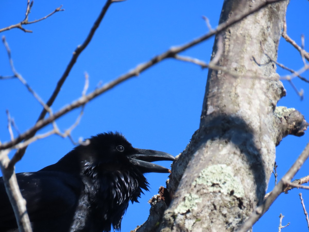 Common Raven - ML615610849