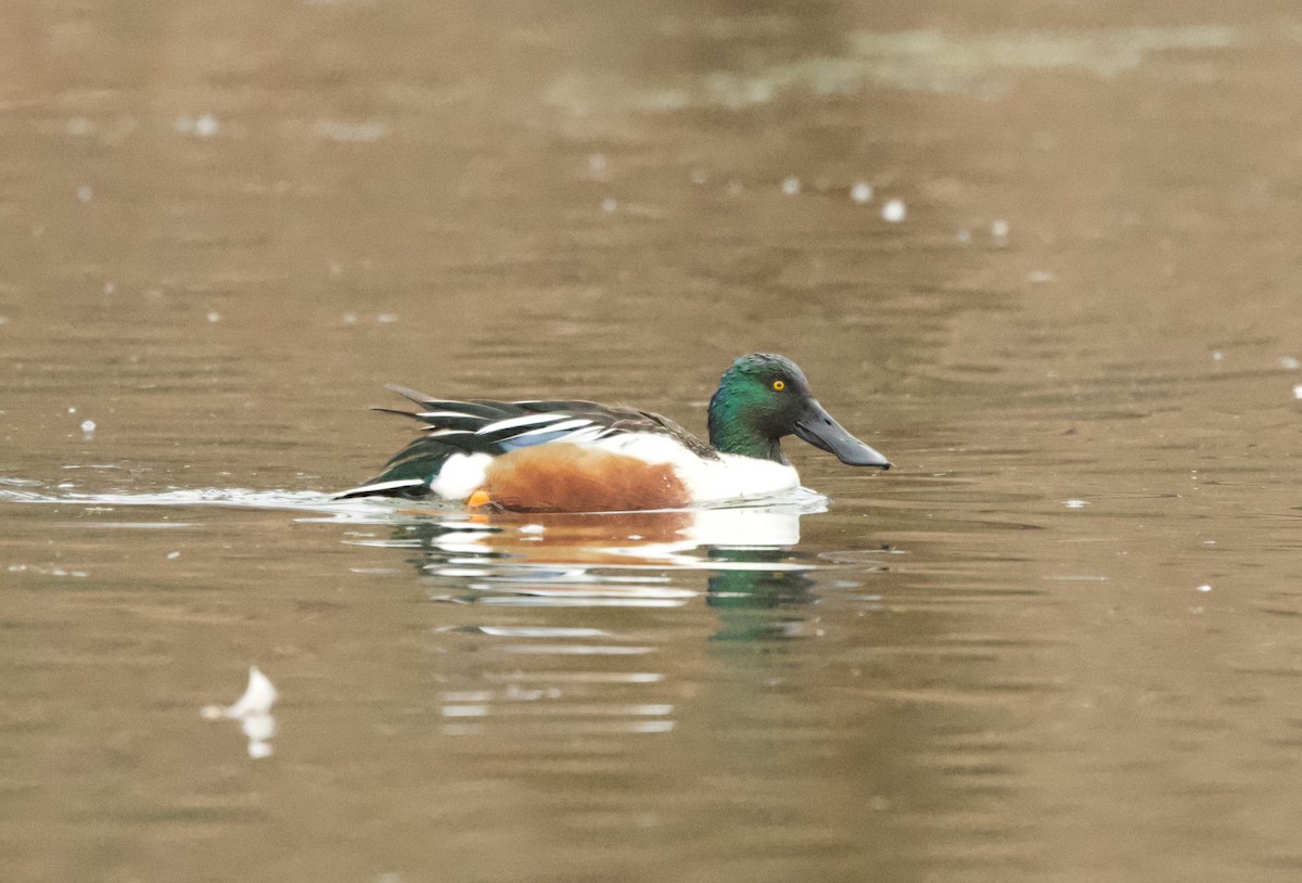 Northern Shoveler - ML615610878