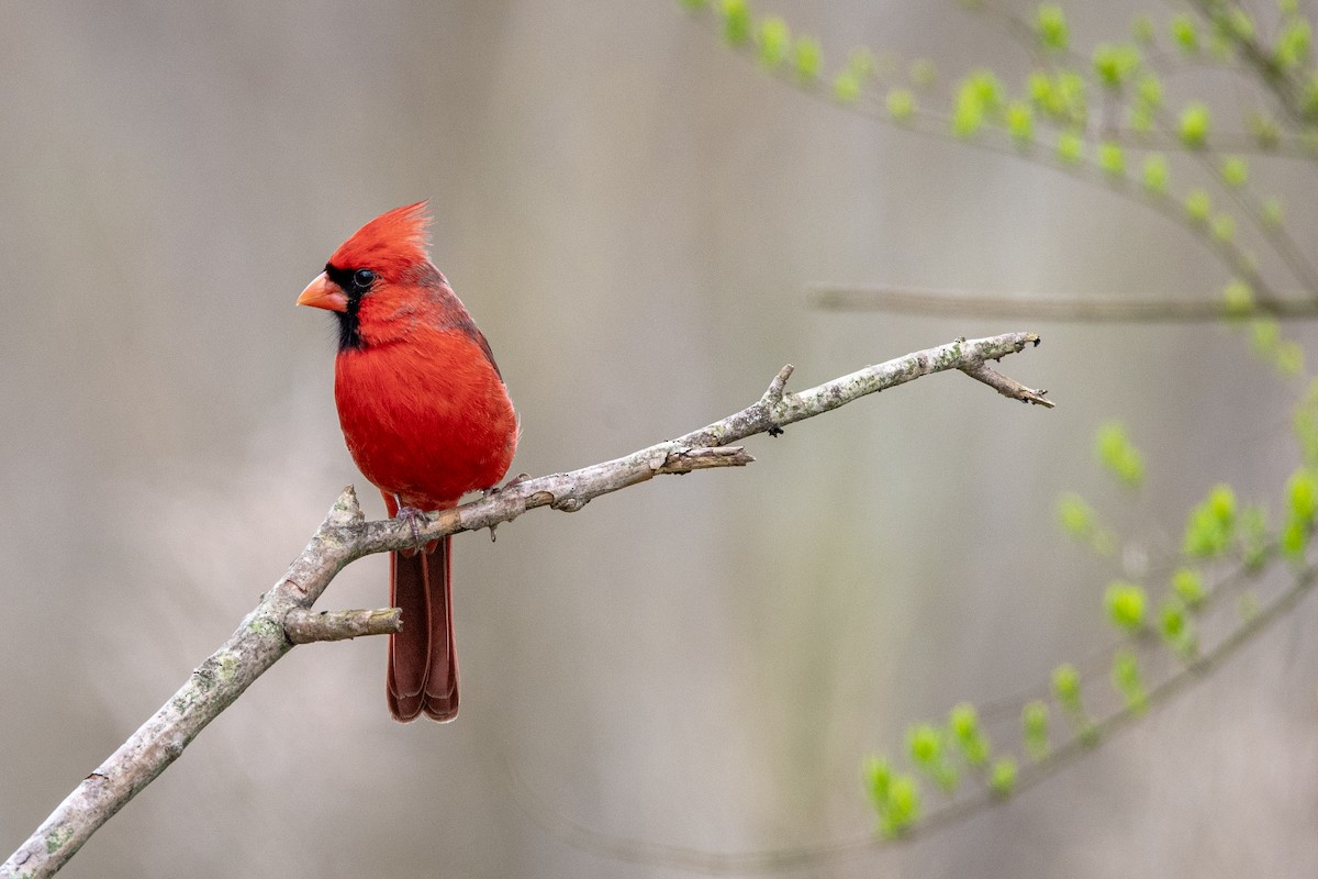 Northern Cardinal - ML615610896