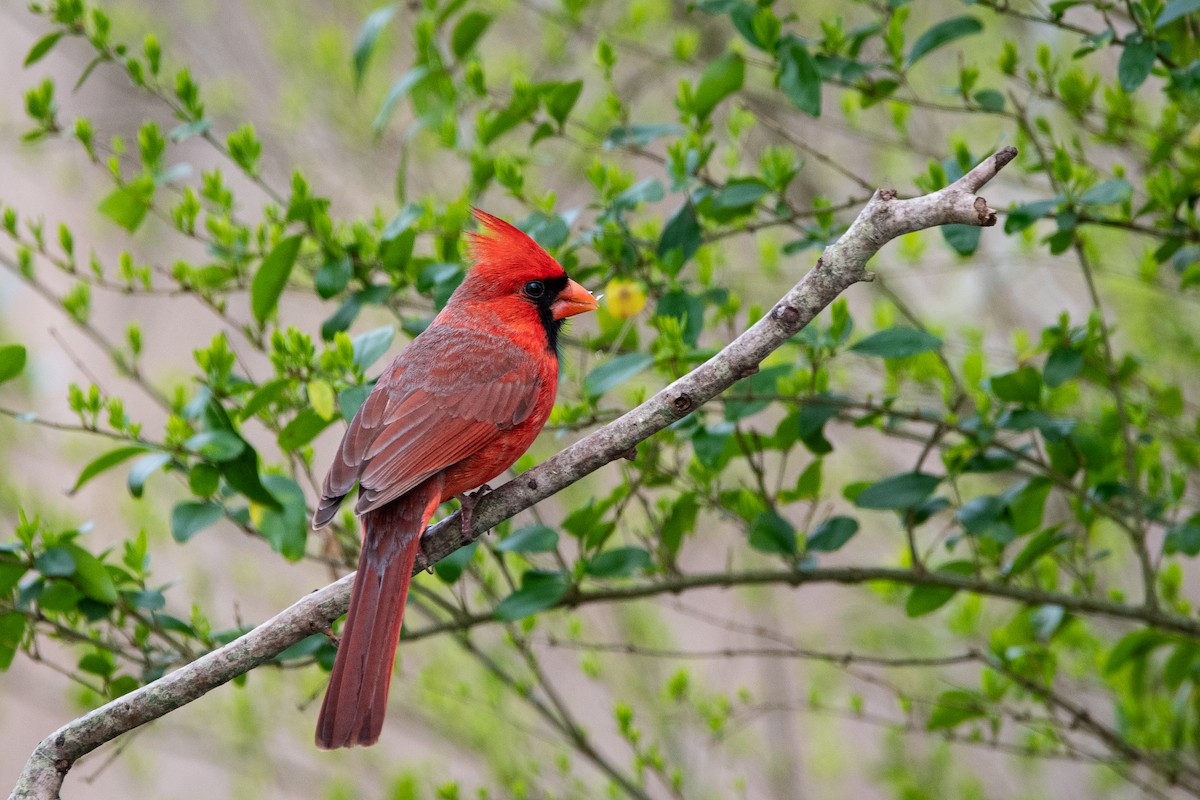 Northern Cardinal - ML615610917