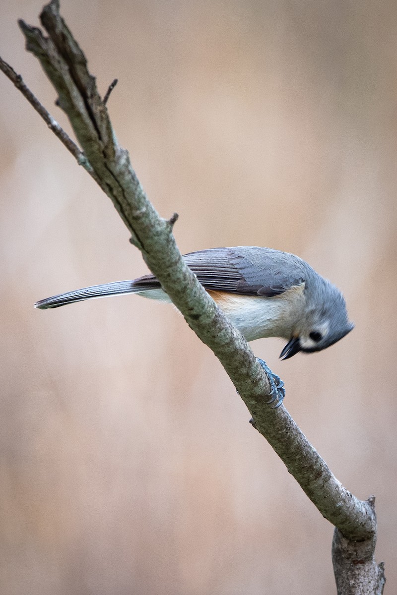 Tufted Titmouse - ML615610952